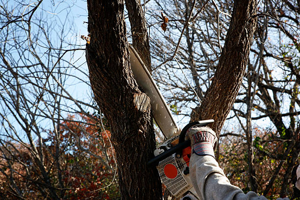 Best Tree Cabling and Bracing  in Braska City, NE